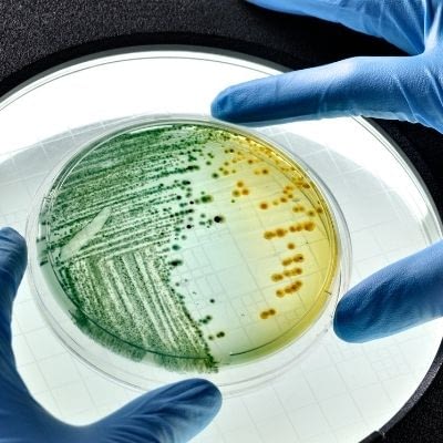e-coli found in makeup and beauty tools Beauty Hygiene Plus